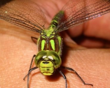 One Dragonfly Can Eat Hundreds of Mosquitos a Day. Keep These Plants in Your Yard to Attract Dragonflies